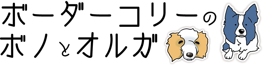 ボーダーコリーのボノとオルガ